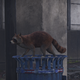 Image for article titled My Journey To Photograph All The Wildlife In The Division 2